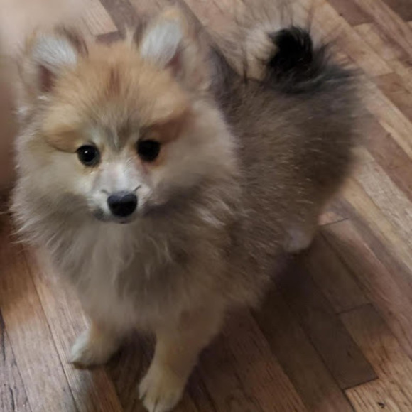 Meet your Posher, Daleen - Picture 1 of 1